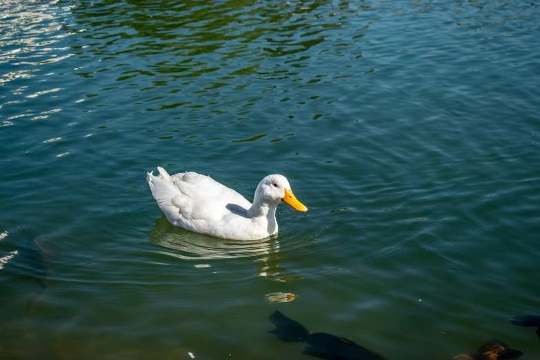 a large duck swimming on the blue water