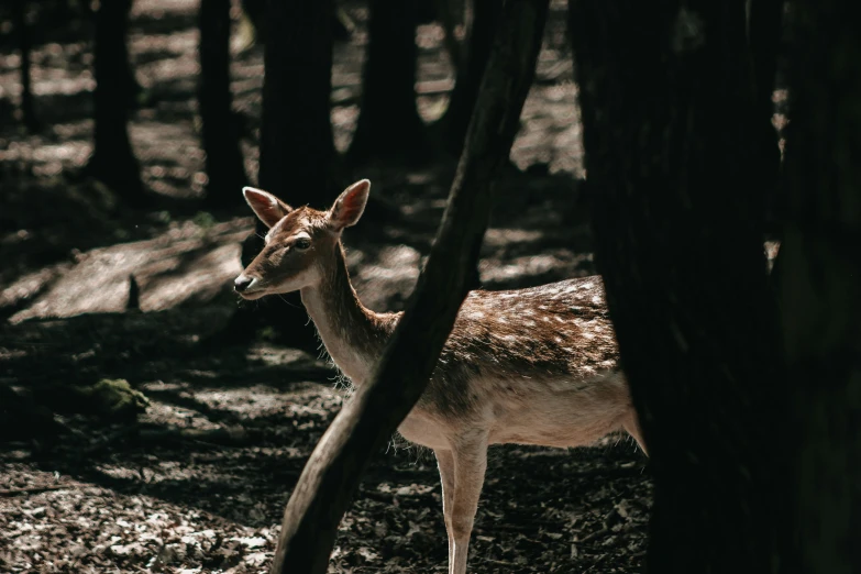 a small deer in a wooded area next to trees