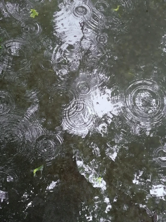 many trees reflect in the water and leaves look as if raindrops are falling on the ground