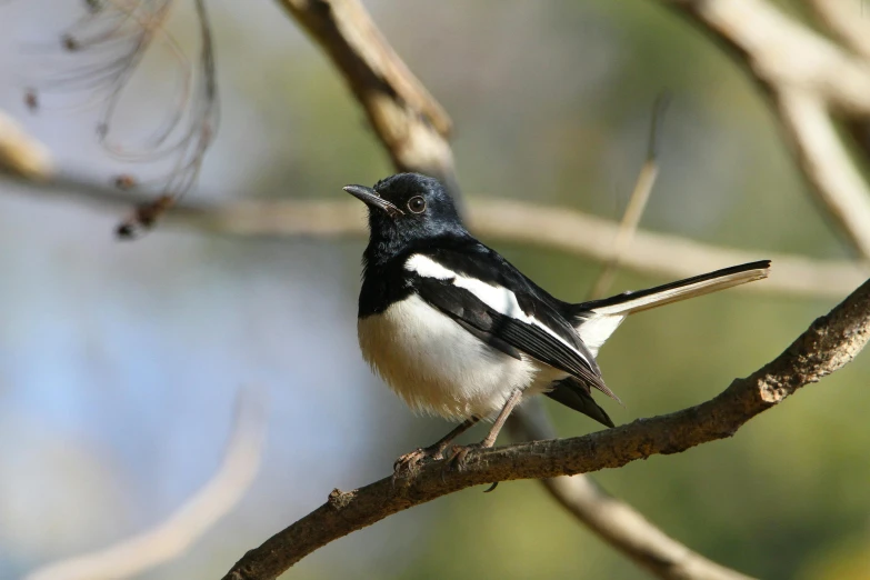 a black and white bird sitting on a nch