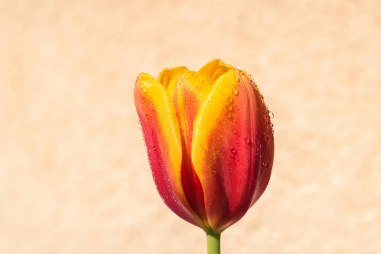 a yellow and red flower with droplets on its petals