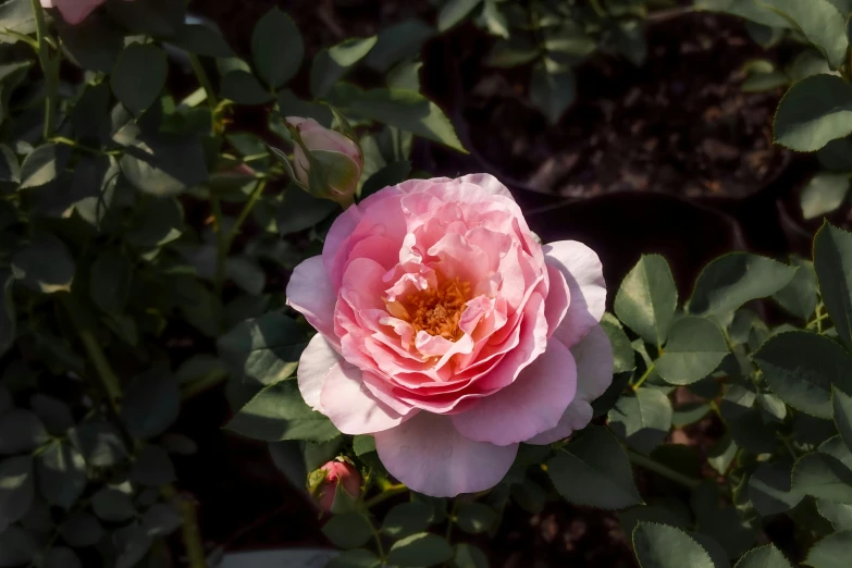 a very pretty pink flower in the middle of a bush