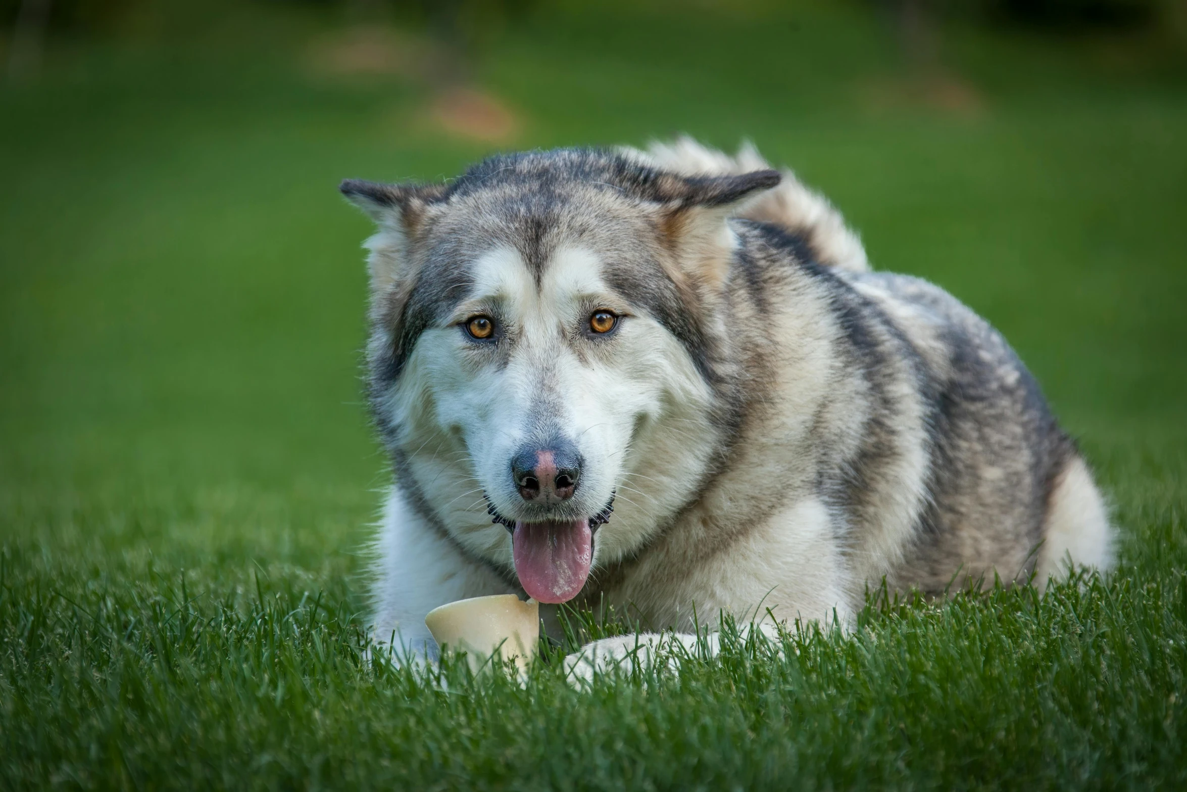 a dog laying on top of a lush green field