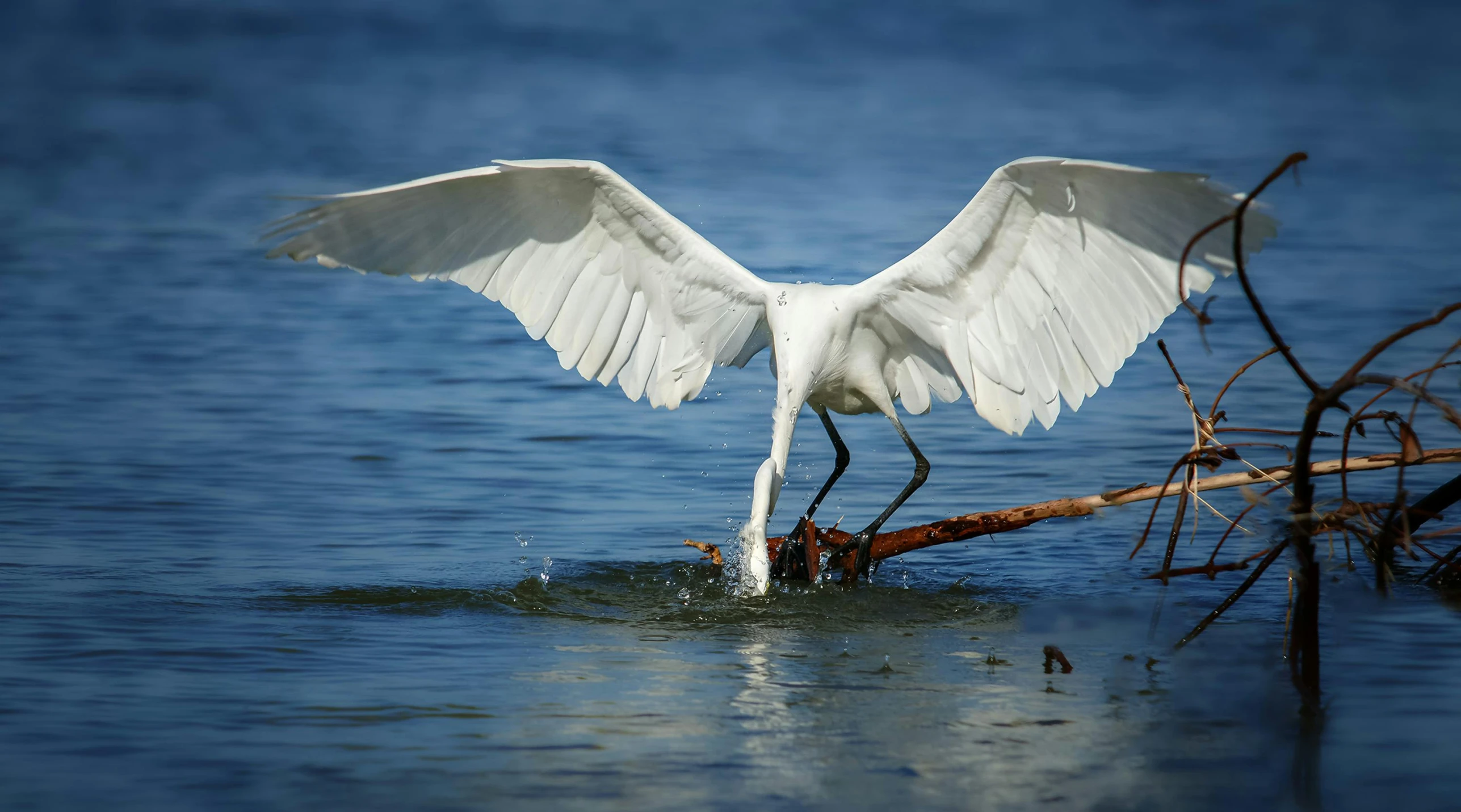 a crane is in the water holding up its wings