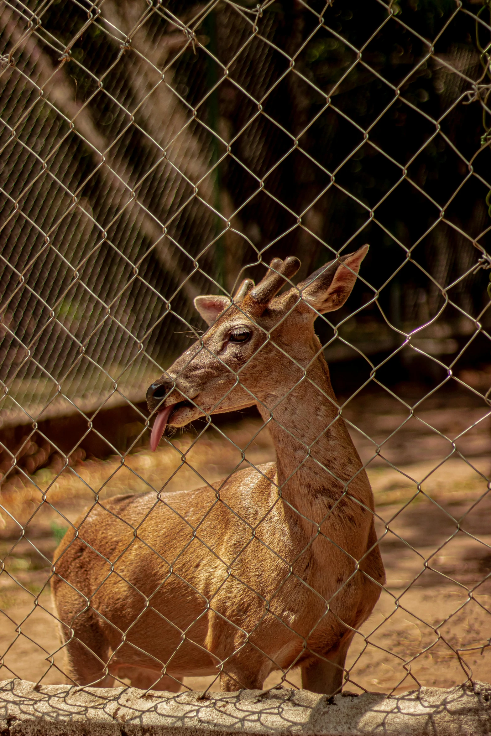 an animal is standing behind a fence with its mouth open