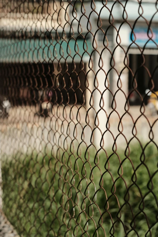 chain link fence behind a bird on top of a green shrub