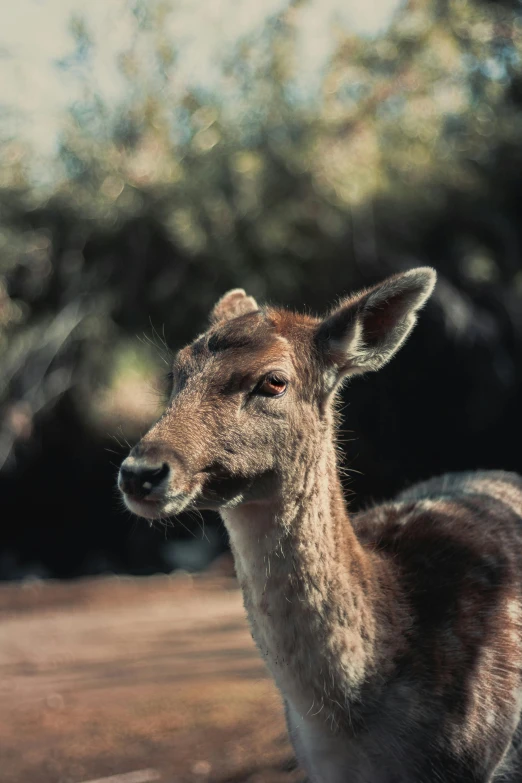 a baby deer is standing next to trees