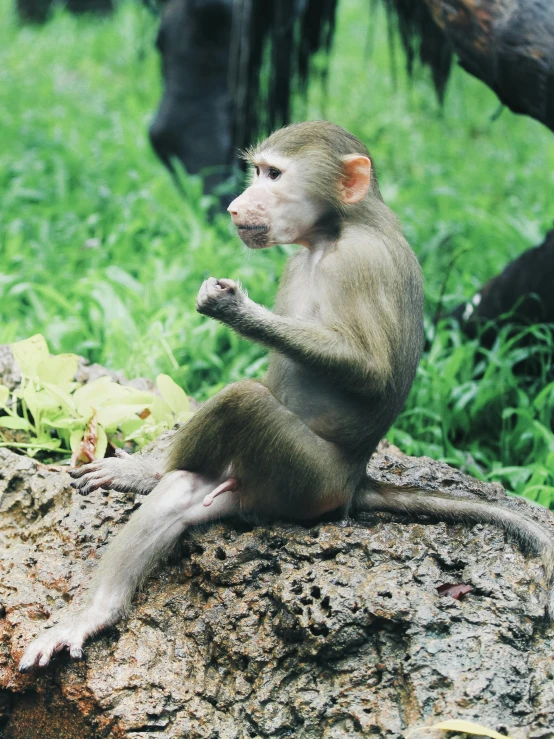 small monkey sitting on a log in a grassy area