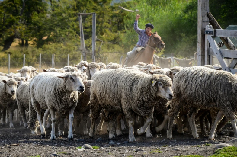 a man on a horse is herding some sheep