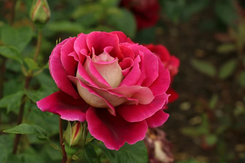 pink flowers are blooming among green leaves