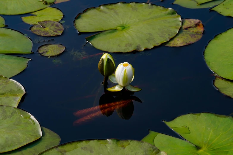 there is a lone white flower in the middle of some water lilies