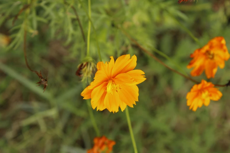 two orange flowers, one budding and the other un blooming