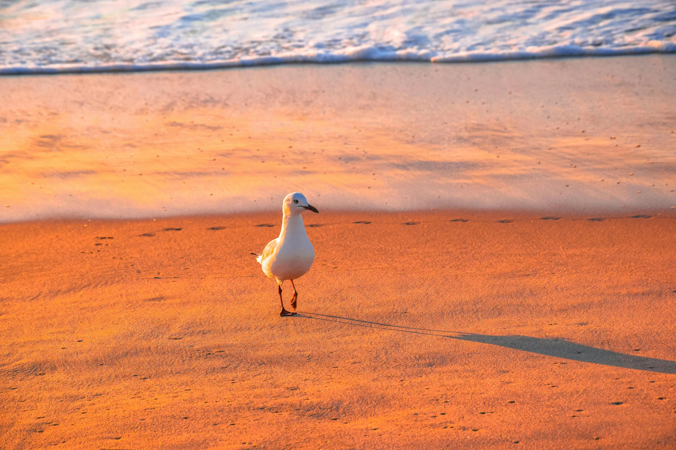 a duck standing on a sandy beach next to the ocean