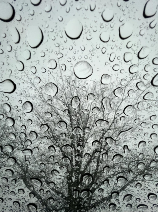 raindrops and trees viewed through a rain covered windshield