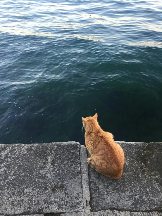 a cat is sitting by the water looking up