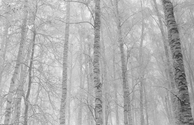 a couple stands under trees on a snowy day