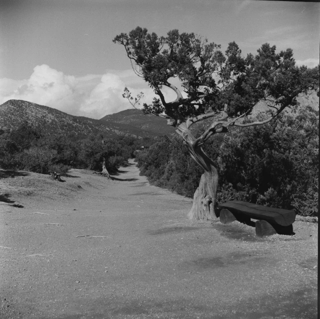 a large tree on a road near a bunch of hills