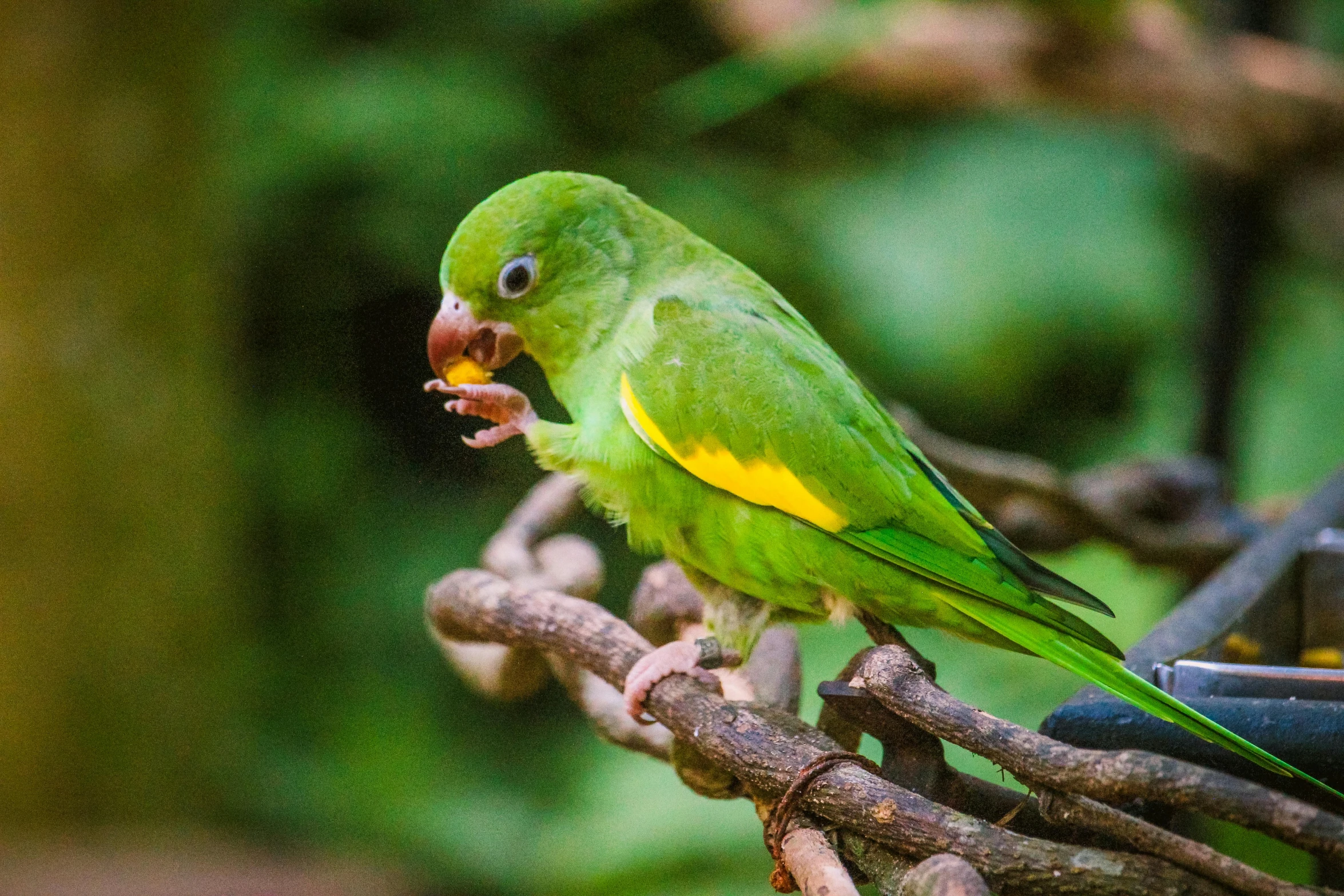 there is a small green bird that is sitting on a nch