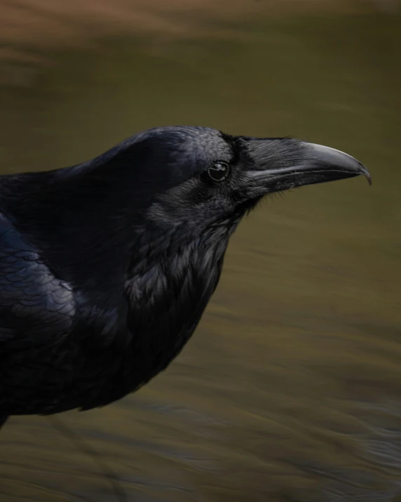 a black bird with a lot of wrinkles on its beak