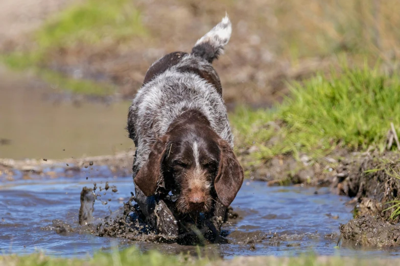 a wet dog is coming out of the water