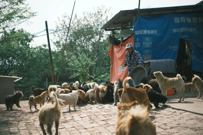 a man standing on the street watching some small dogs and sheep