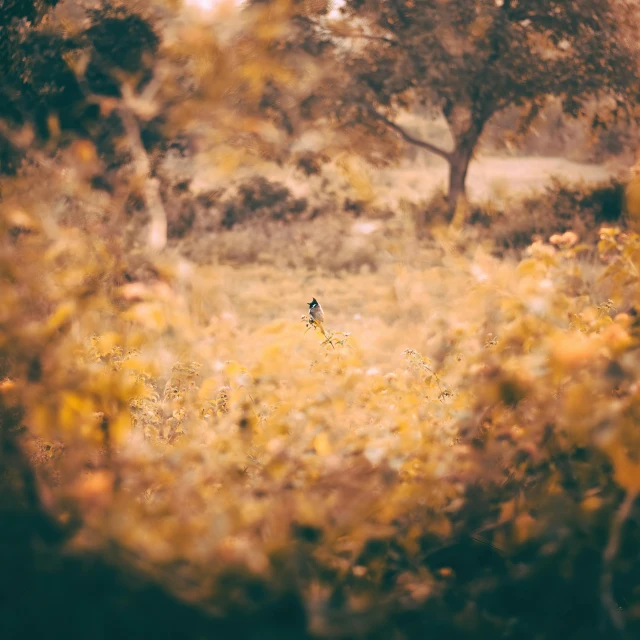 a field with yellow flowers and a bird perched on a tree