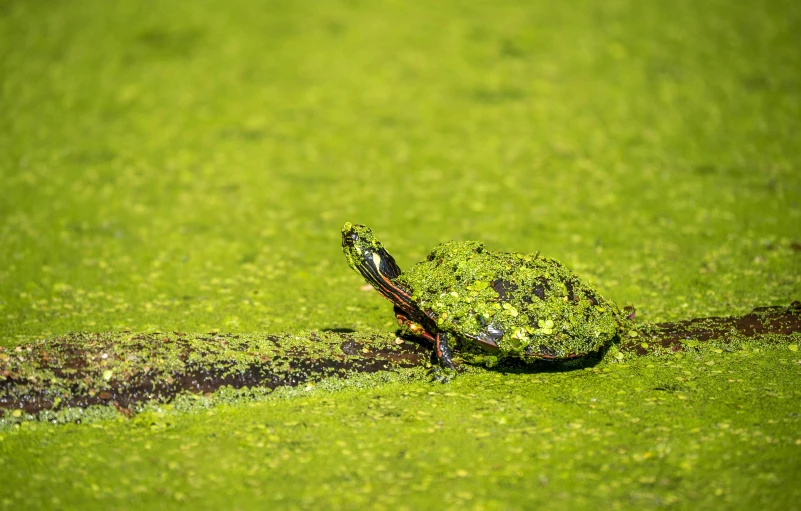 turtle in the shallow pond with green water