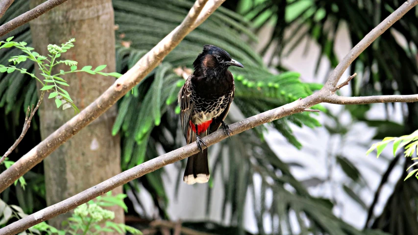 a small bird with black and red feathers sits on a nch in front of some tropical foliage