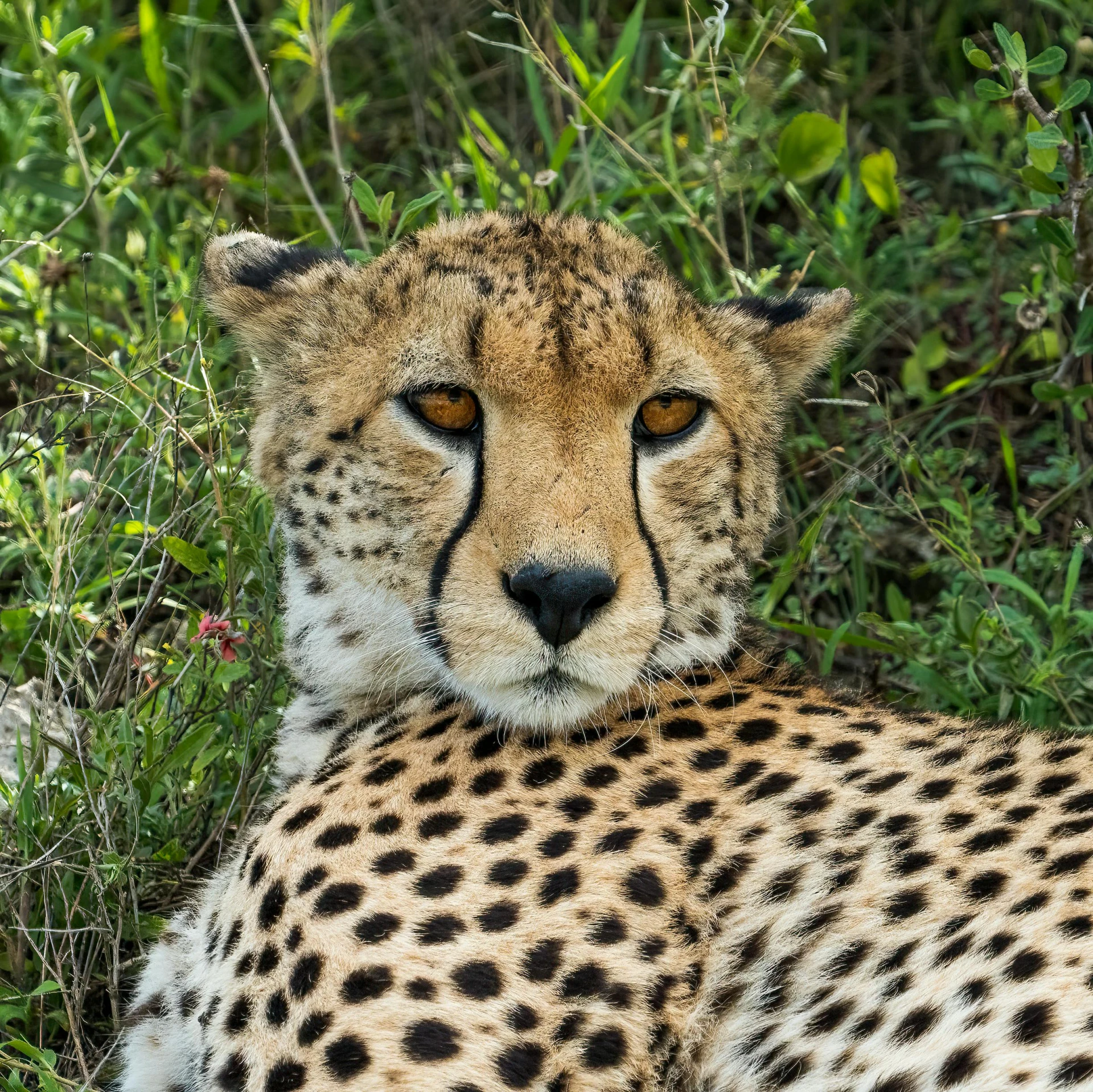 a cheetah looks intently into the camera lens