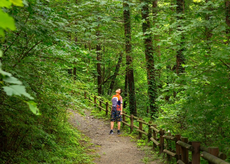 the person is walking down the path in the woods