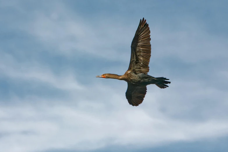 a bird flies in the clear sky