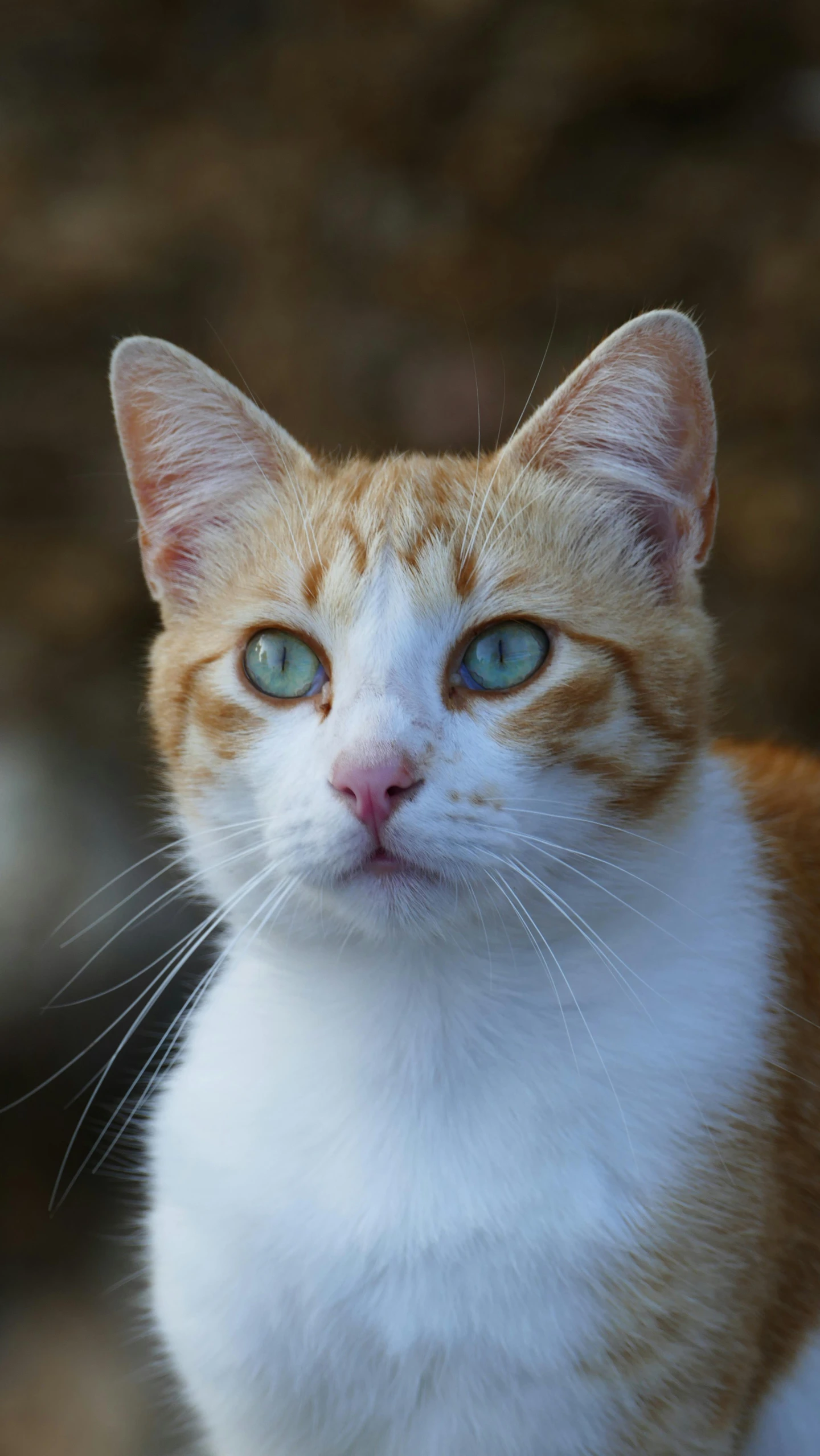an orange and white cat is sitting and looking up