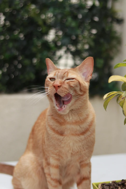 an orange cat yawns while sitting on a table