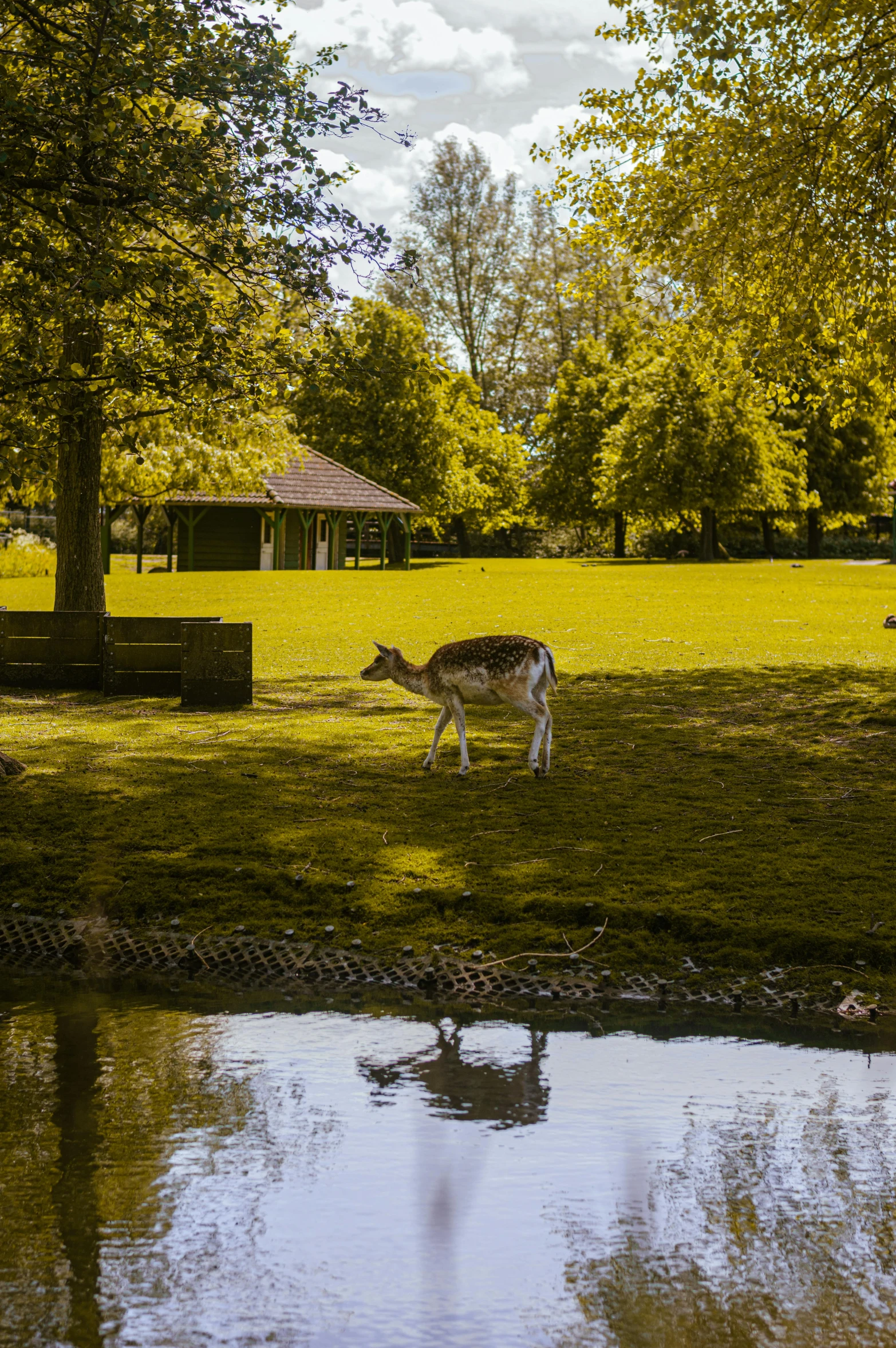 an animal is walking around a grassy field