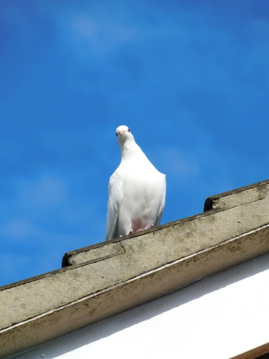 a white bird sitting on top of a building