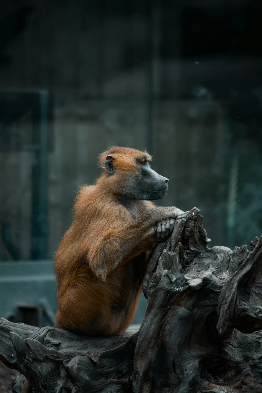 an animal standing on a wooden log in a zoo