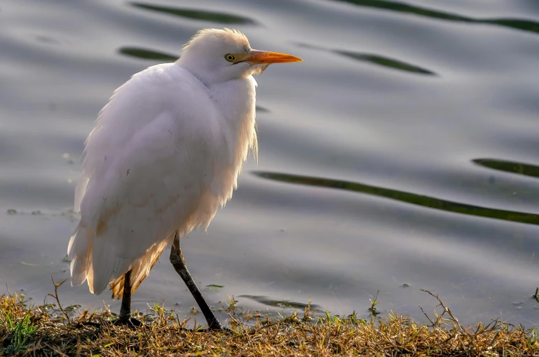 there is a white bird standing on the edge of water