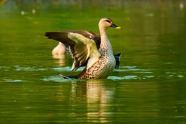 a duck with its wings extended is swimming on the water