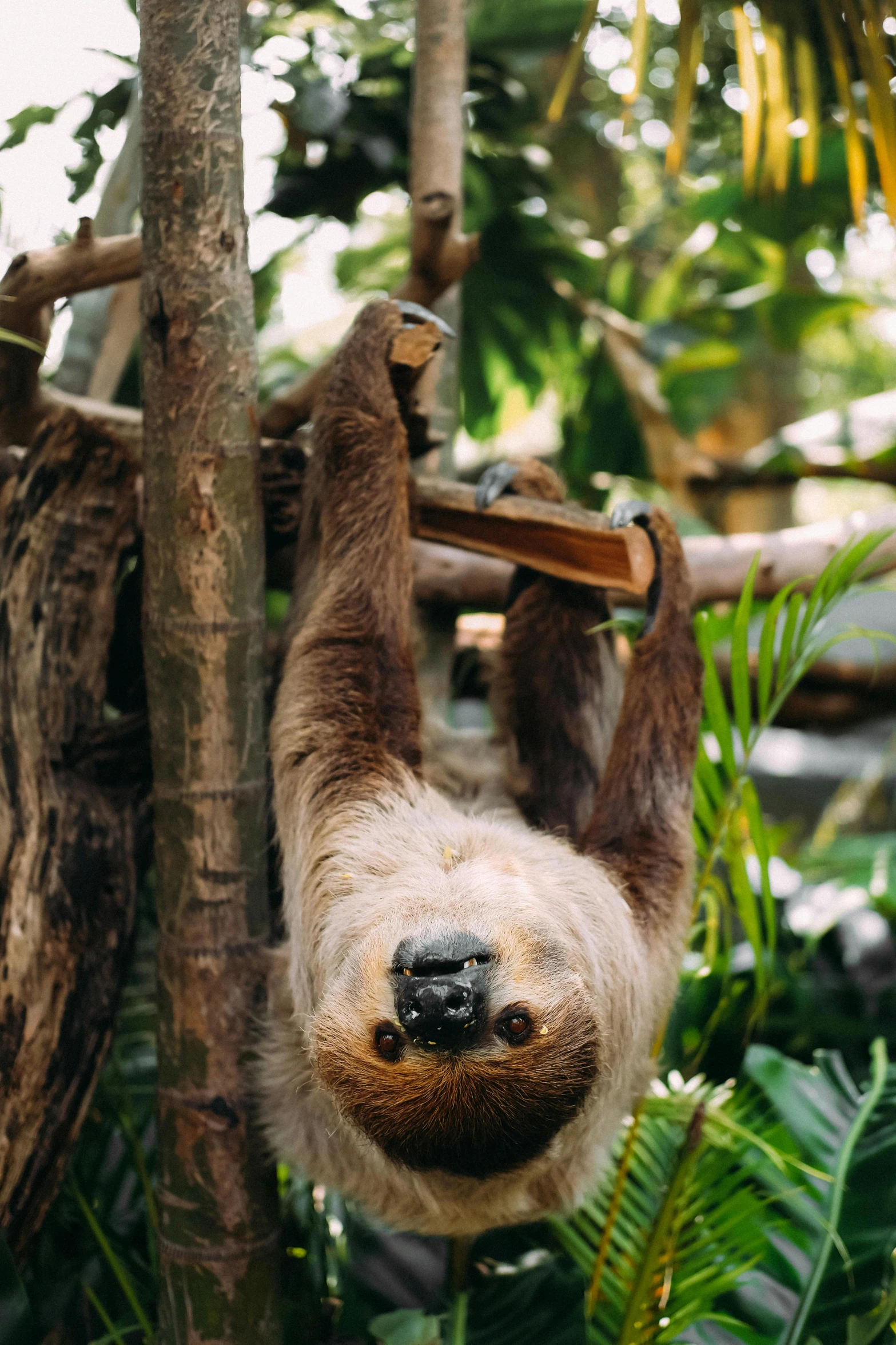 a slotty hanging upside down on a tree