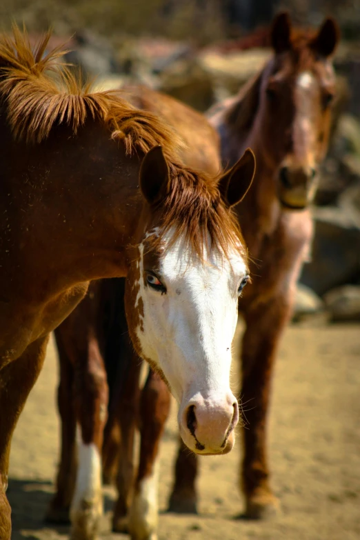 a close - up of several horses standing near each other