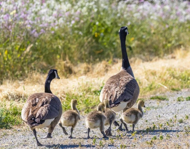 three adult geese are walking beside small young ones