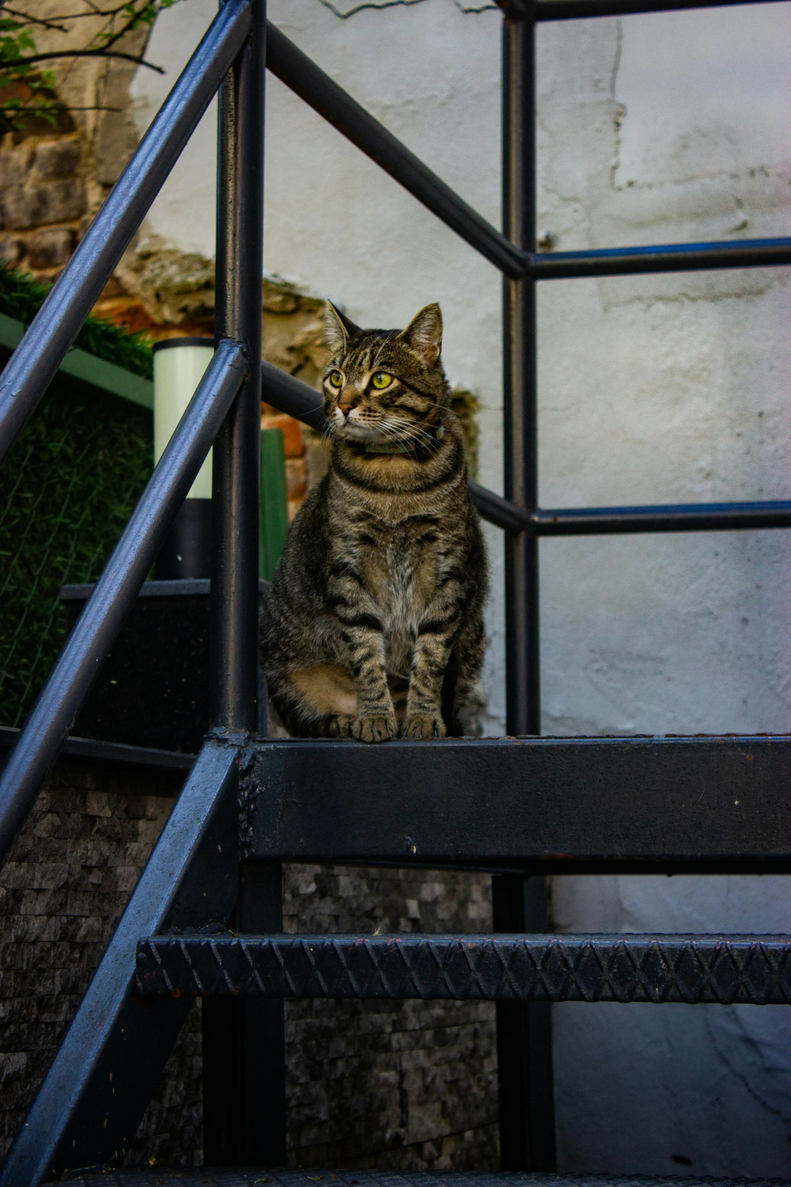 a striped cat sits on a stair railing