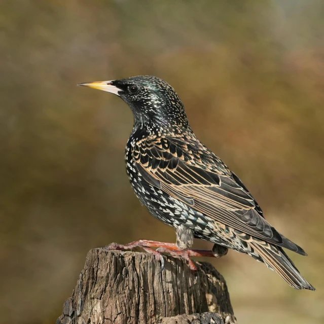 a small bird sits atop a tree stump