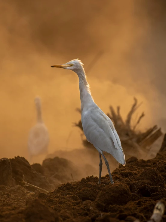 a white bird is standing near a pile of dirt