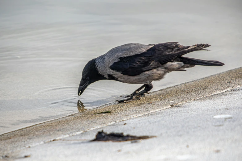 a bird that is eating soing by the water