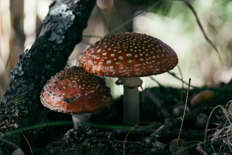 three mushrooms growing on the ground next to a tree