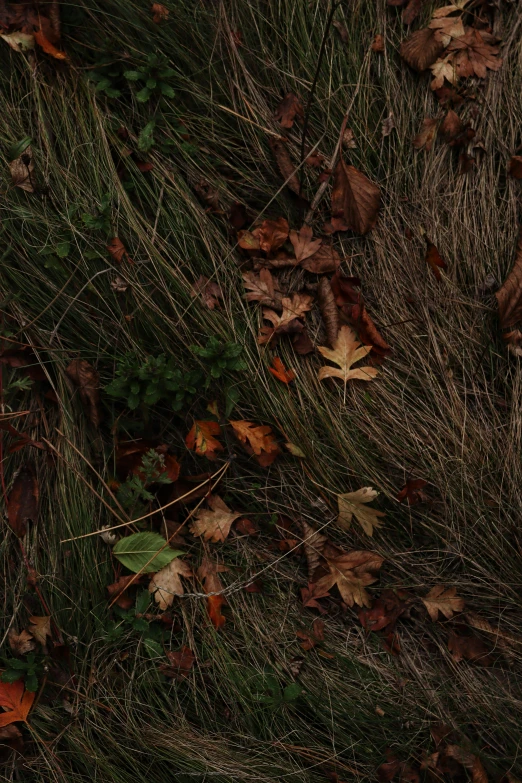 a blue fire hydrant surrounded by grass and leaves