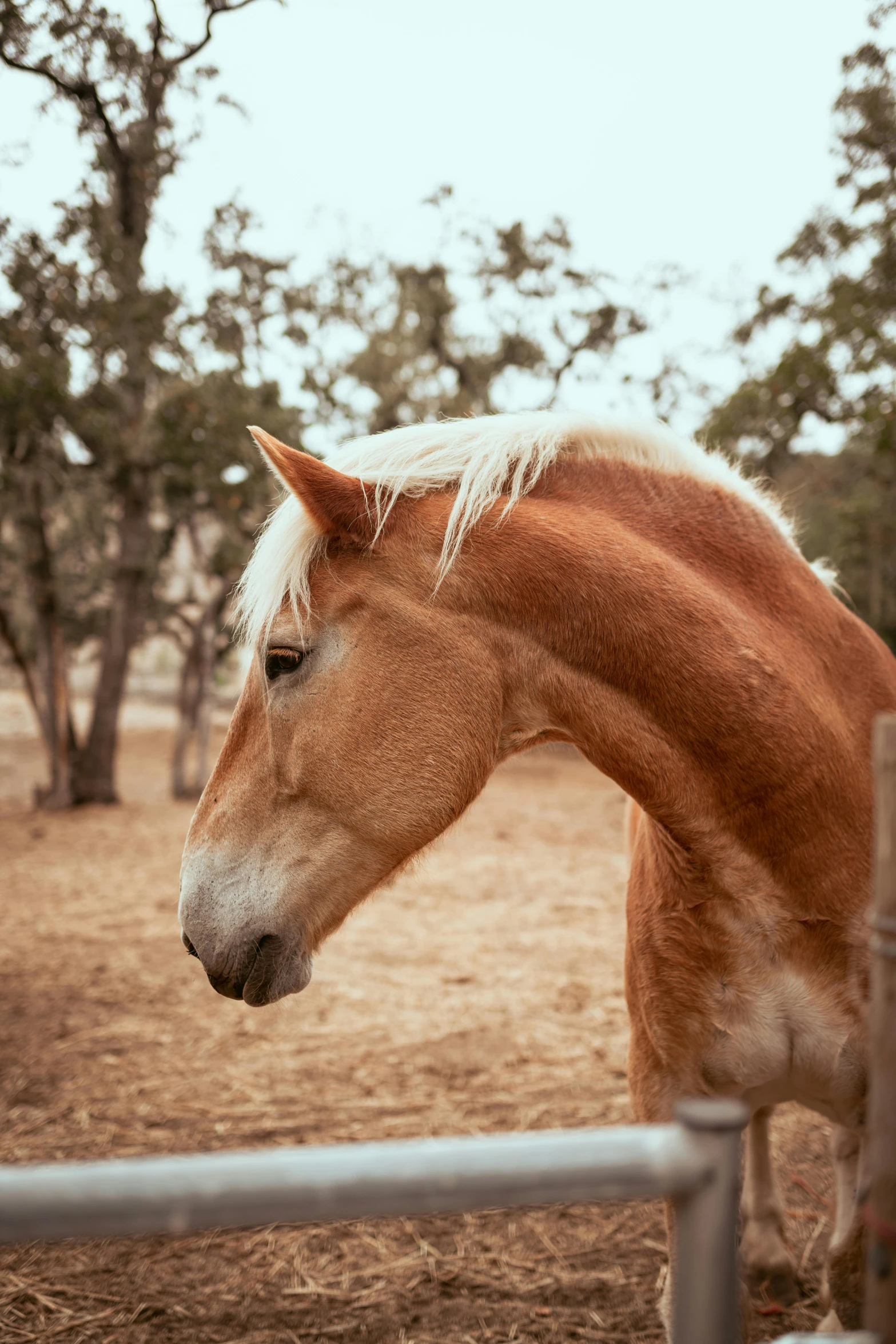 a brown horse standing next to a metal fence