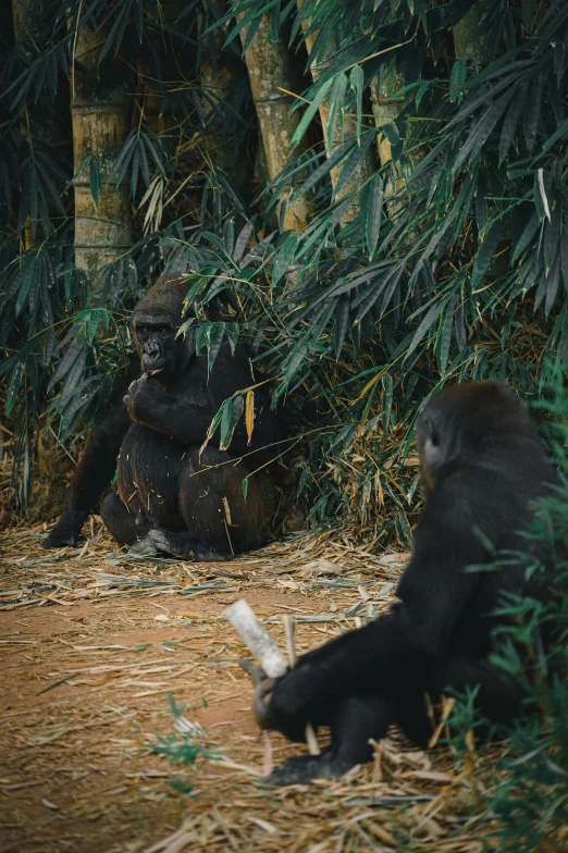 a group of gorillas in the forest eating