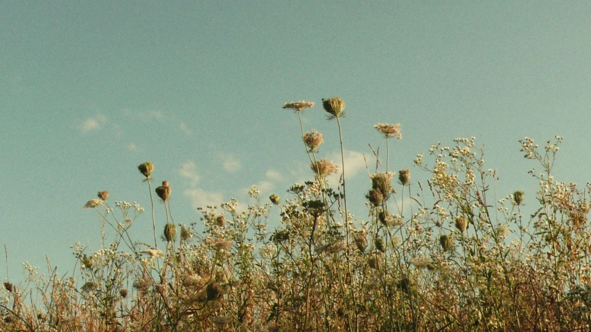 a sky full of tall weeds on top of it